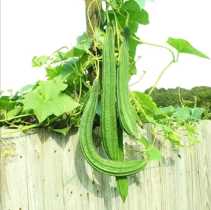 30+ PCS Luffa Gourd Seeds for Planting Loofah Sponge Gourds - Non-GMO Heirloom Climbing Vine Vegetable Veggie Home Grown Outdoor Garden
