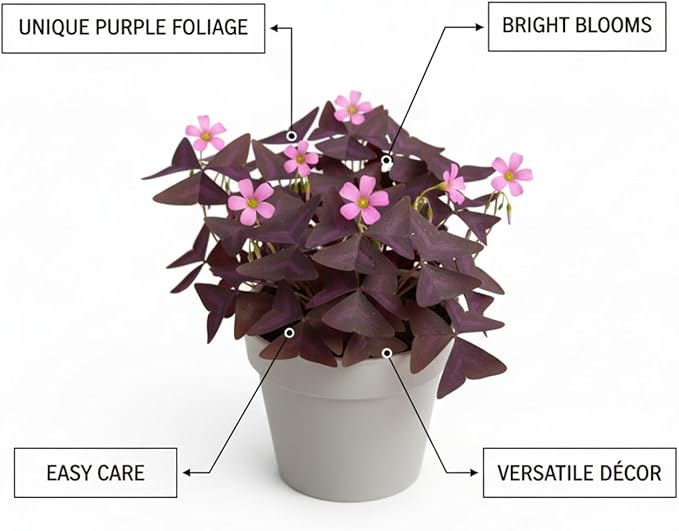 Pack of 24 Purple Shamrocks Bulbs, Oxalis Bulbs for Planting, Oxalis Triangularis Bulbs Good Luck Flower Bulbs