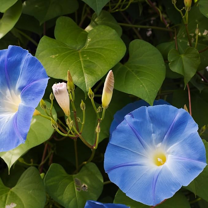 The Old Farmer's Almanac Morning Glory Seeds (Heavenly Blue) - Approx 50 Flower Seeds - Premium Non-GMO, Open Pollinated, USA Origin