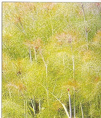 Herb Seeds - Fennel Rubra Seeds