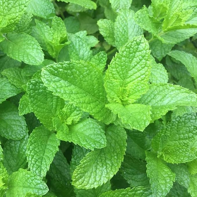 Spearmint Plants Live Indoors Outdoors, Mint Plant Seeds, Herb Plants Live in Pot, Fresh Herb Mint Plant, Fresh Mint Plant, Potted Mint