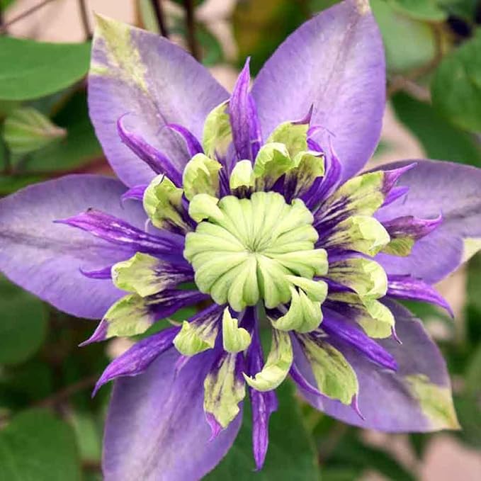 50 Pcs Climbing Clematis Vine Seeds for Planting Purple Red Pink Mix Colors Clematis Plants - Large Blooms Perennial Flowers Vines Seeds to Plant Outdoors