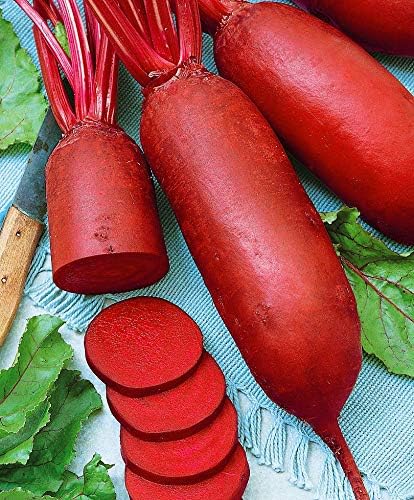 Seeds Vegetable Beet Rival Red Long Beetroot Heirloom for Canning - 100 Seeds