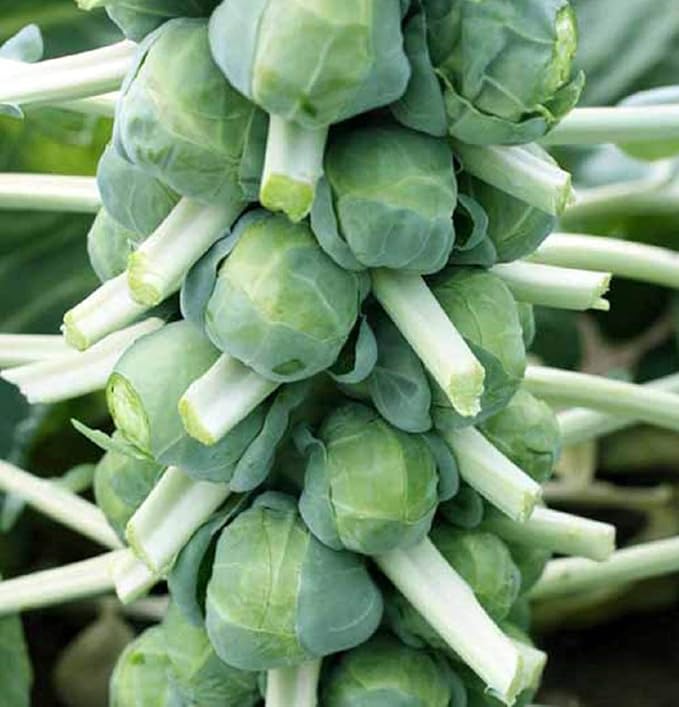 Brussel Sprout Seeds- Churchill,50 Count COOL BEANS N SPROUTS Brand. Home Gardening.