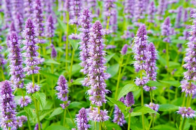 Anise Hyssop Seeds (Agastache foeniculum) – 500+ Non-GMO Heirloom Herb & Flower Seeds for Planting, Fragrant Licorice Mint Wildflower, Attracts Bees & Butterflies, by Isla’s Garden Seeds, Gift Idea
