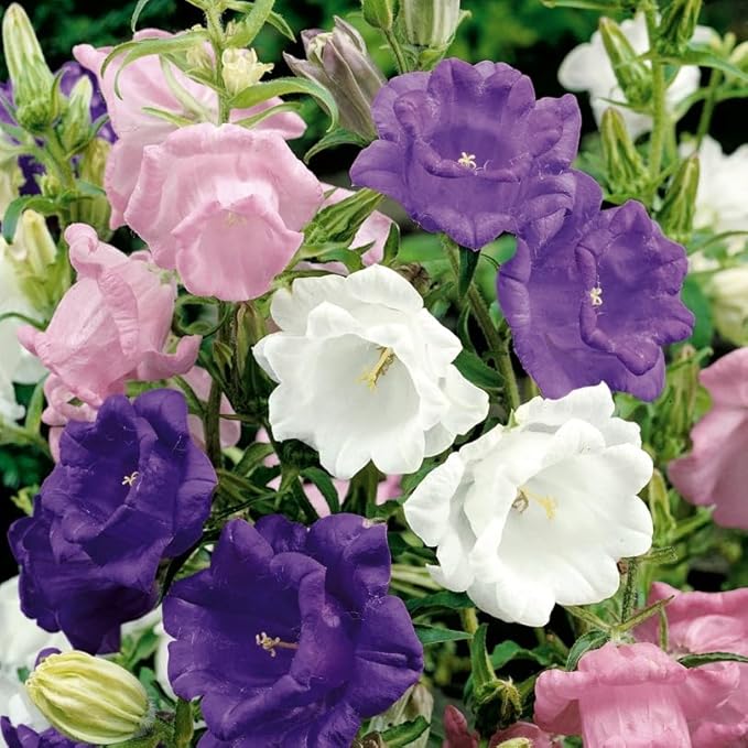FUN AND GROW SEEDS: Seeds Canterbury Bells Mix Double Biennial Flowers for Planting