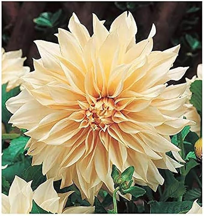 Cafe Au Lait - Dinner Plate Dahlia - 5 Gallon Size Bareroot Tuber Yellow - Stunning Large Blooms for Spring Planting 2025 - Perfect for Gardens and Floral Arrangements