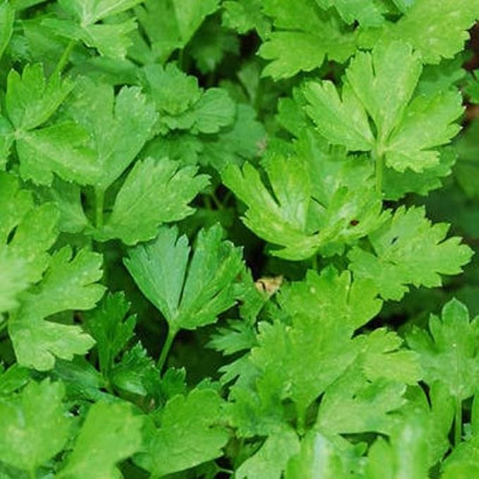 Forest Green Parsley Seeds 100 Count, COOL BEANS N SPROUTS Brand. Herb. Non-GMO. Home Gardening.