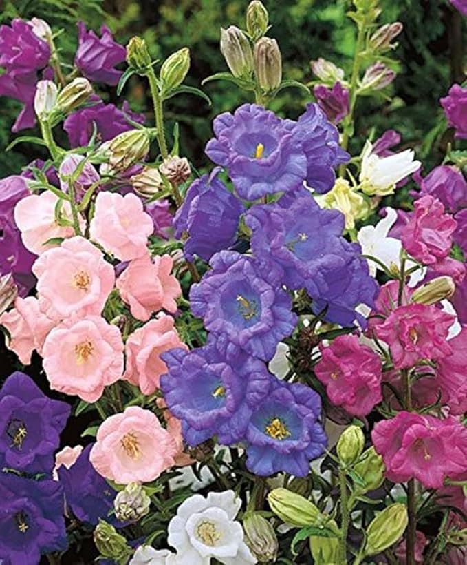 22Day Seeds: Seeds Canterbury Bells Double Mix/Bellflower/Biennial Flowers