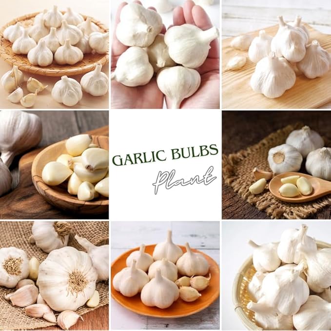 1 Pound Rare White Hardneck Garlic Bulbs for Planting, Fresh High-Yield Hardy Garlic for Garden or Container Growing
