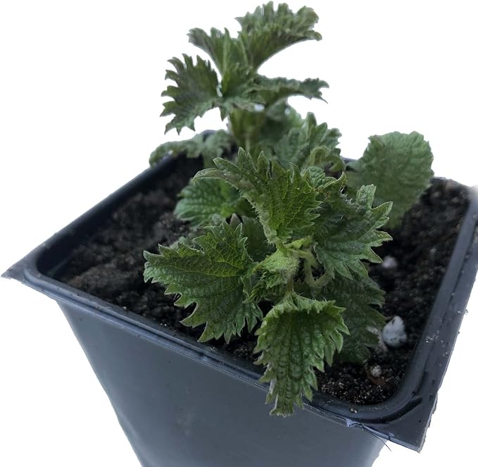 Organic Stinging Nettle Seeds (Urtica dioica) 500 Seeds (0.1 Grams)