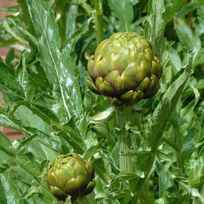 50 Artichoke Seeds for Planting Indoor Outdoor, Artichoke Vegetable Seeds