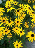 Black Eyed Susan Seeds (Rudbeckia hirta) 1000 Seeds (0.5 Grams) - Blackeyed Susan Seeds - Native Pollinator Plant for Your Wildflower Garden