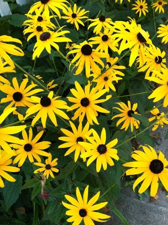 Black Eyed Susan Seeds (Rudbeckia hirta) 1000 Seeds (0.5 Grams) - Blackeyed Susan Seeds - Native Pollinator Plant for Your Wildflower Garden