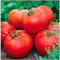 Ace 55 Tomato Seeds - Large Tomato - One of The Most Delicious Tomatoes for Home Growing,