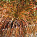 Outsidepride Carex Prairie Fire Ornamental Grass Seed – 400 Pcs. Perennial, Low-Maintenance, Drought-Tolerant Grass Seeds with Low Growing Foliage for Borders, Ground Covers, & Outdoor Living Spaces