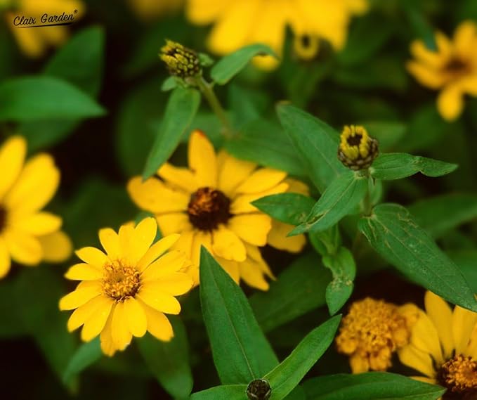 Creeping Zinnia - Sanvitalia Procumbens - 1000 Seeds - Bright Colors, Heirloom, Non-GMO, USA Grown, Excellent for Pollinators, Annual - Vibrant Flowers for Any Home Garden