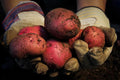 Red Pontiac Certified Seed Potatoes 3Lb - Non GMO - Naturally Grown - Whole Potatoes - Ready for Planting