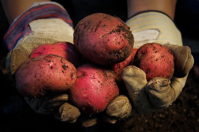 Red Pontiac Certified Seed Potatoes 3Lb - Non GMO - Naturally Grown - Whole Potatoes - Ready for Planting