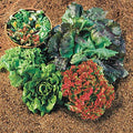 Park Seed Lettuce Salad Mix Edible Plant Seeds – Easy to Grow Heat-Tolerant Blend with Butterhead, Romaine, Iceberg & Loose-Leaf Varieties for Spring & Summer Gardens, Pack of 600