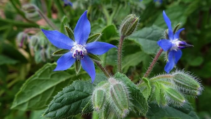 Seeds Borage Annual Herbs Non GMO Heirloom