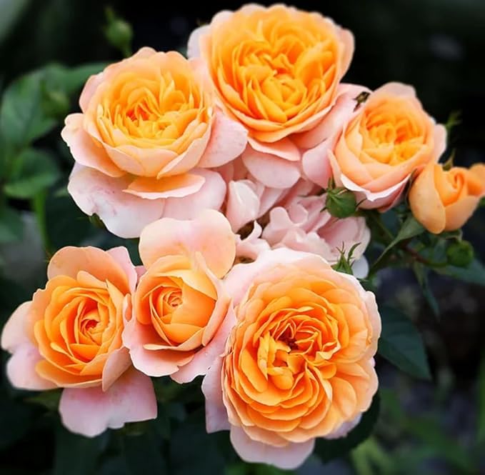 Mix Climbing Rose Rosa Seeds Bush Vine Climber Fragrant Butterfly Rare Non-GMO Heirloom Variety for Your Garden 100pcs