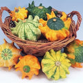 Pumpkin Seeds for Planting (10 Seeds) - Exotic and Hard to Find Pumpkin, Squash and Gourd Seeds - Vegetable Garden Seeds (Crown of Thorns Gourds)