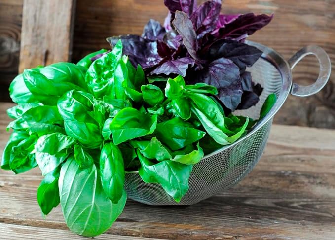 Seeds Basil Mix [Cardinal, Genovese, Sweet, Purple, Cinnamon, Opal] Indoor - Heirloom Herbs - GMO Free