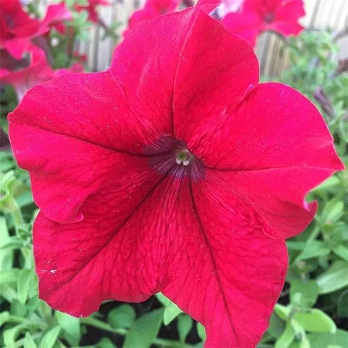 Supercascade Petunia Series Rose ~25 Seeds – Large Blooms for Hanging Baskets, Containers & Beds – Annual Flower, Non-GMO, Easy to Grow – Full Sun – Garden Color Mix