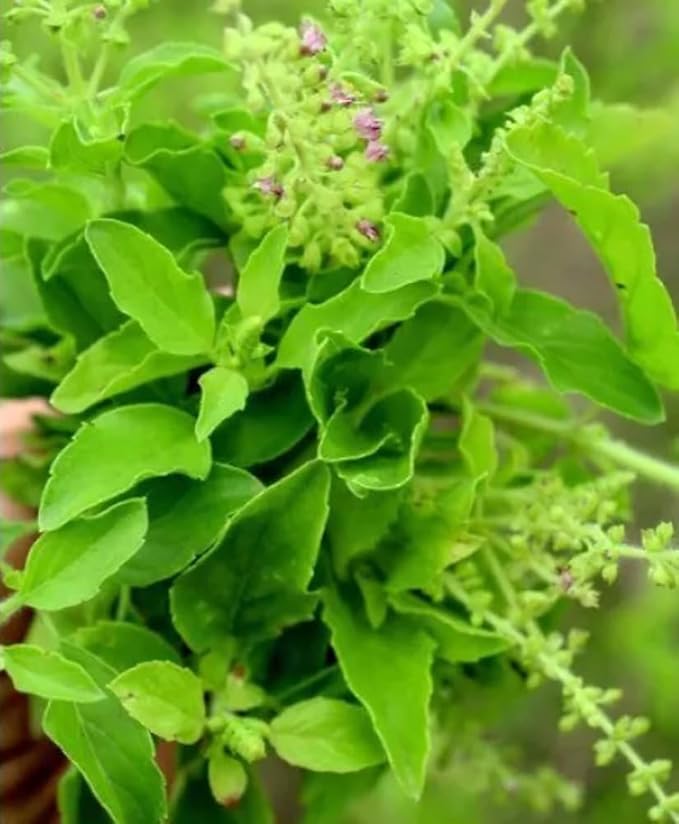 200PCS Tulsi Seeds Ocimum Tenuiflorum-Non-GMO Heirloom-Herb Holy Basil Seeds