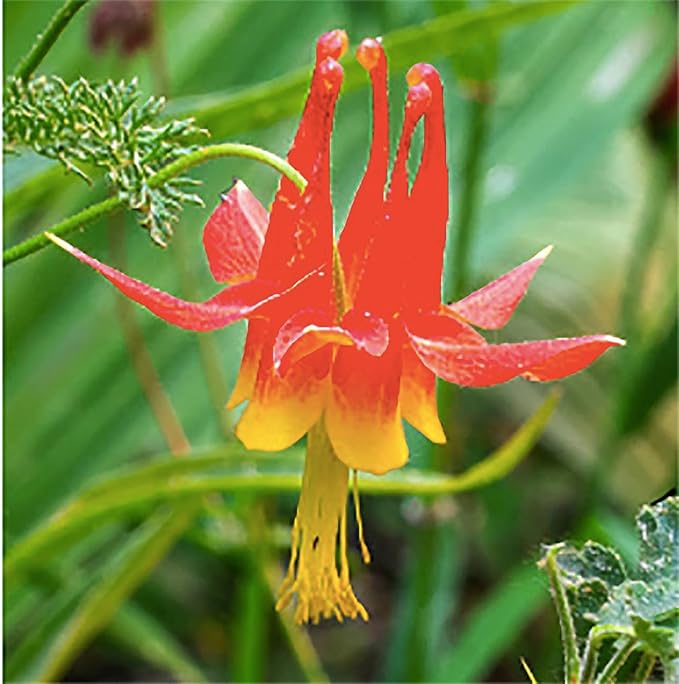 Eastern Columbine Seeds - Palo Yellow and Red - Approximately 800 Seeds - Zones 3-9
