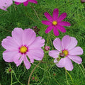 Park Seed Cosmo Flower Plant Seeds, Easy to Grow, Perfect for Spring Garden, Sensation Mix, Pack of 25