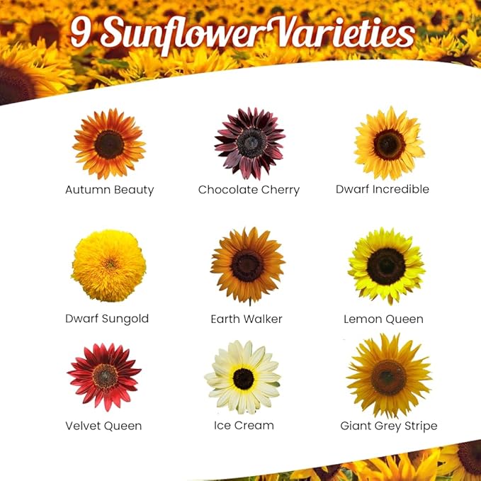 Sunflower Wildflower Seeds Mix - 1oz, Open-Pollinated Wildflower Seed Mix Packets, Non-GMO, No Fillers, Annual Sunflower Seeds, Summer Planting - 1 oz