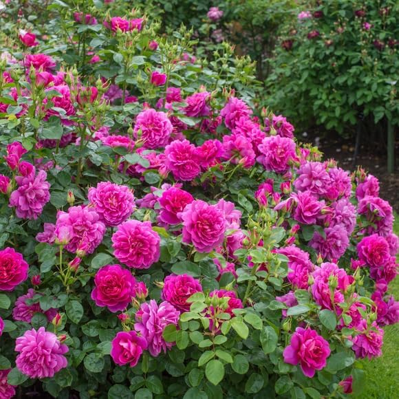 100+ Mixed Climbing Rose Seeds Heirloom Flowers Garden Planting