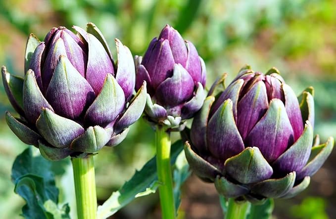Purple Artichoke Seeds – Heirloom Globe Artichoke (Cynara Scolymus) | Nutritious & Flavorful | Perennial Vegetable