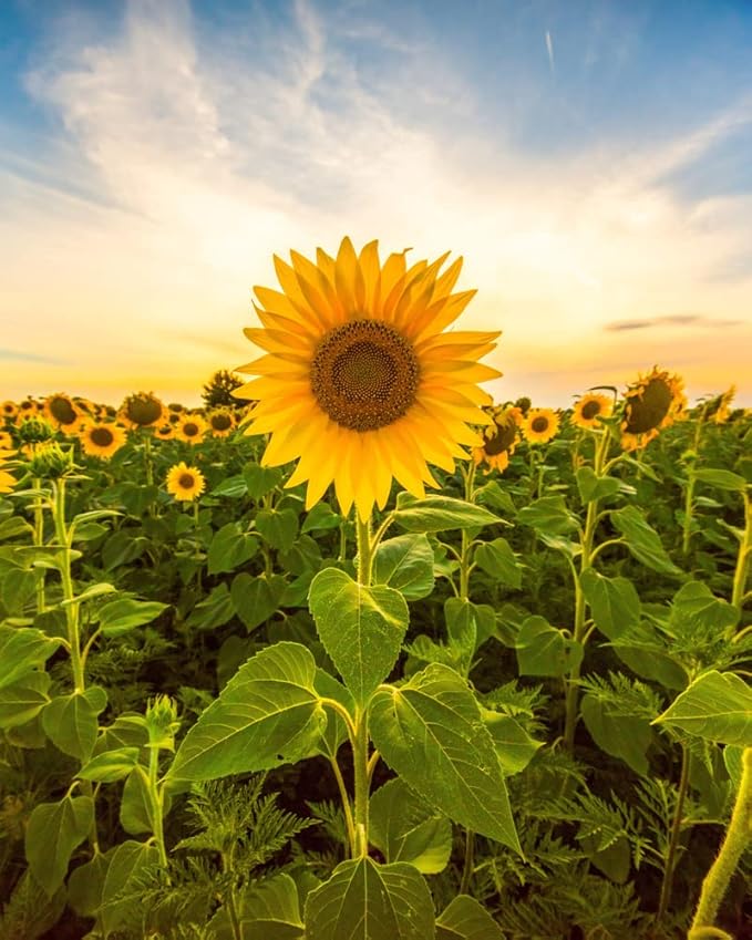 Mammoth Sunflower Seeds for Planting - Grow Giant Sun Flowers in Your Garden - 50 Non GMO Heirloom Seeds - Full Planting Instructions for Easy Grow - Great Gardening Gifts (4)