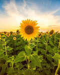 Mammoth Sunflower Seeds for Planting - Grow Giant Sun Flowers in Your Garden - 50 Non GMO Heirloom Seeds - Full Planting Instructions for Easy Grow - Great Gardening Gifts (3)