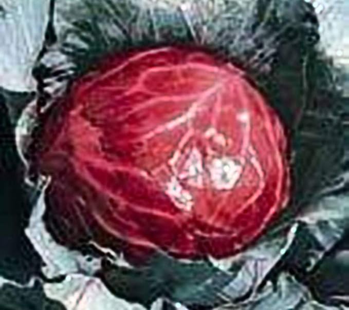 Cabbage Mammoth Red Rock Great Heirloom Vegetable by Seed Kingdom (1 OZ Seeds)