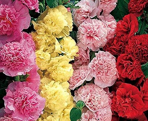 NIKA SEEDS - Seeds Flowers Hollyhock Double Mix Perennial - 50 Seeds