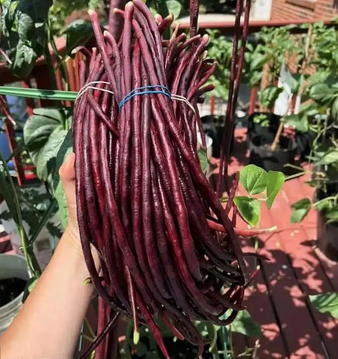30PCS Green/Red Yard Long Bean Seeds Asian Noodle Asparagus Bean Seeds Non-GMO Heirloom