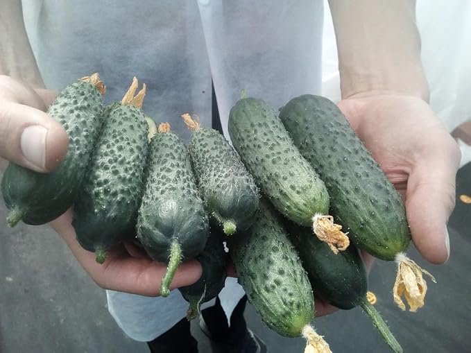 Cucumber Bush Seeds – Open-Pollinated | 40-45 Days to Harvest | Compact, High-Yielding Variety for Small Spaces & Containers