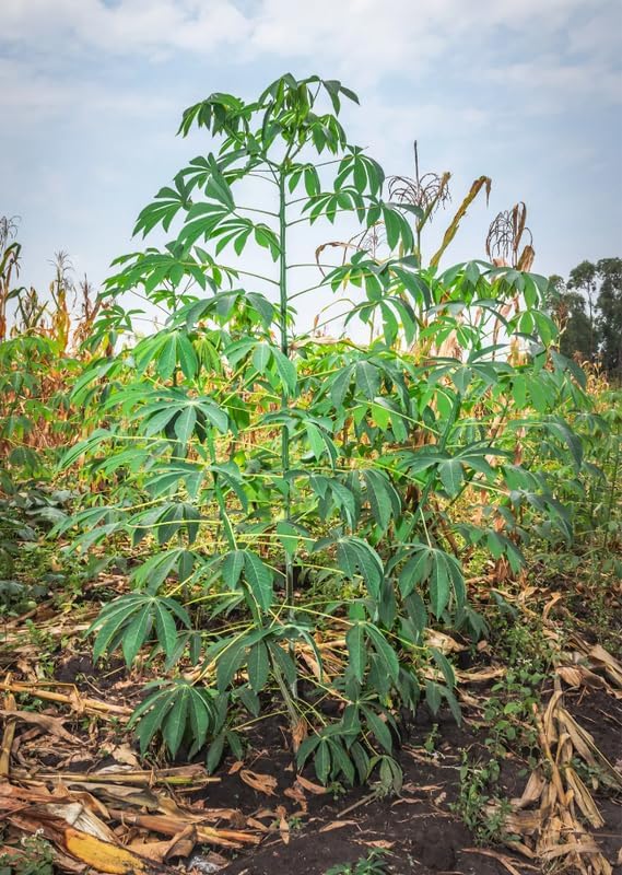 4 Yuca Cassava Manihot Sweet Cuttings, 6 to 8 Inches Cassava for Planting, Cassava Root Plant, Cassava Root for Planting
