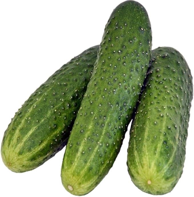 Seeds Vegetable Cucumber Nezhyn Open-Pollinated Heirloom Best for Pickling - 20 Seeds