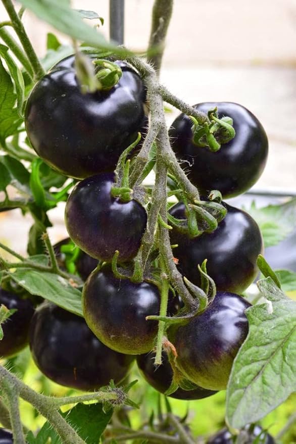 50+ Seeds Cherry Tomato Indigo Rose Large - Vegetable Blue