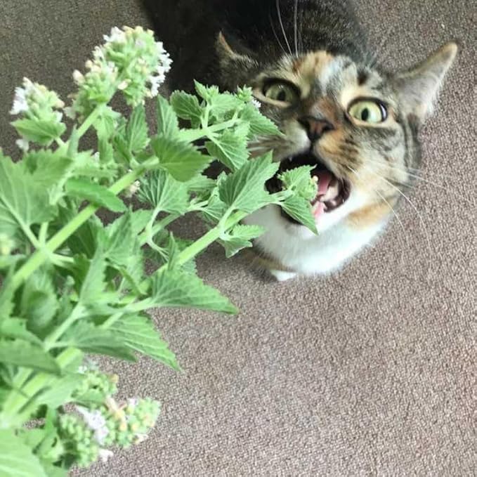 KIRA SEEDS - Seeds Catmint for Cats - Catnip - Heirloom Herb - GMO Free