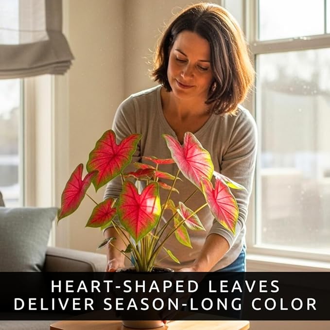 Florida Cardinal Caladium Bulbs for Planting – Perennial Elephant Ear, Fancy Heart-Shaped Leaves, Vibrant Red and Green Foliage for Shade Gardens, Containers, and Indoor Displays (20 Bulbs)