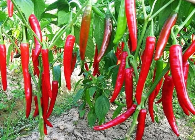 40+ Seeds Hot Chili Pepper Fire - Vegetable Red