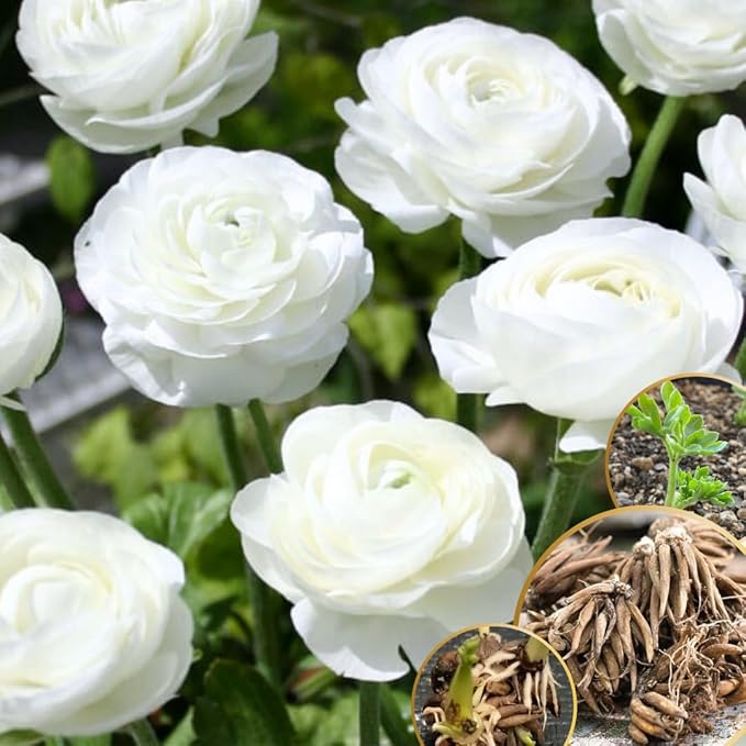 Pack 20 Ranunculus Bulbs for Planting, White Ranunculus Corms, Butterfly Ranunculus Flowers Bulbs to Grow, Peony Buttercup Ranunculus