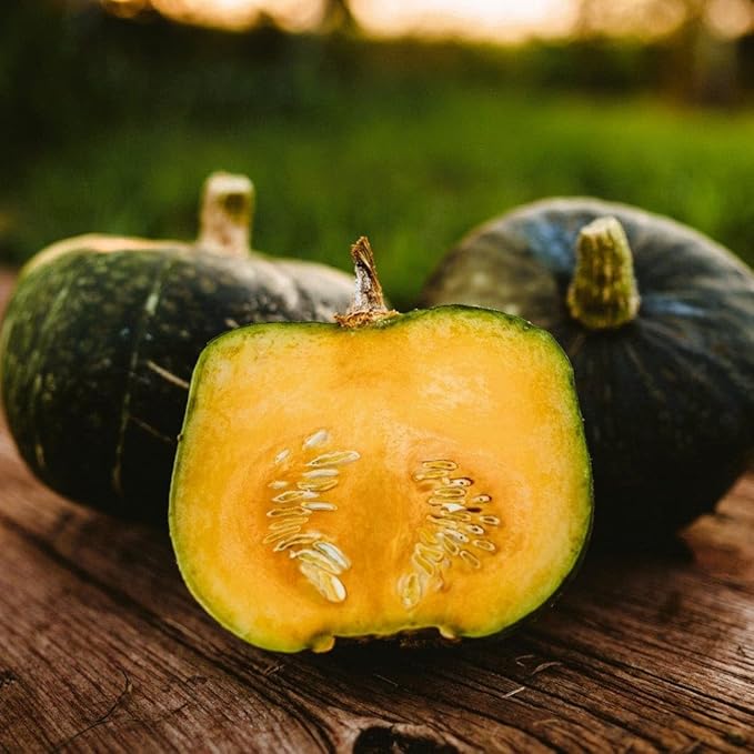 Burgess Buttercup Squash - 25 Seeds - A New England Favorite, Smooth, Sweet Flesh, Great for Pies & Roasting, Non-GMO Heirloom Winter Squash Seeds for Planting in The Home Garden, Thresh Seed Company