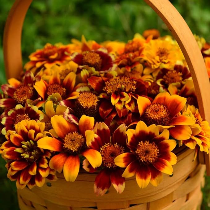Mixrug 50+ Dwarf Zinnia Seeds for Planting,Annual Pink Zinnias Seeds Non-GMO Heirloom,Cut Flower Seed Deer Resistant Pollinator Friendly for Home Outdoor Garden